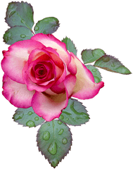 White Rose Bush Png - Rose Rose Bloom Pink White Flower Flores Gifs Png