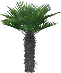 Arboles - Palm Trees Png