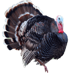 Turkey Bird Png - Turkey Png