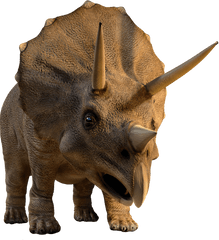 Full Size Png Image - Triceratops Wyoming