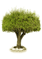 Tree Png Image Download Picture