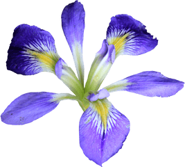 Transparent Iris Flower Hd - Flower Iris Png