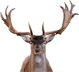 Moose Elk Png - Deer Head Png