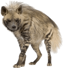 Hyena Png - Striped Hyena Png