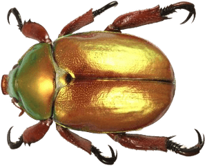 Beetle Free Png Image - Christmas Beetle Australia