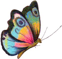 Colorful Butterfly - Butterfly Royalty Free Png