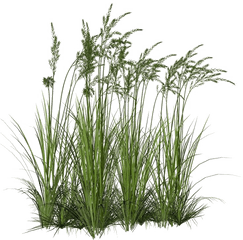 Long Grass Png Image Background - Transparent Background Tall Grass Png