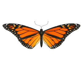 Butterfly Png Image