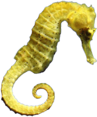 Png Images Transparent Background - Real Seahorse No Background