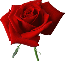 Rose Valentines Day Red PNG Free Photo