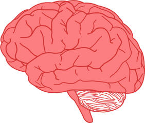 Human Brain Clipart Png - Transparent Background Brain Transparent