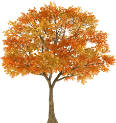 Autumn Tree Maple Oak Branch - Transparent Fall Trees Png