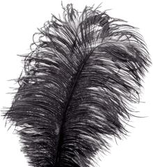 Showgirl Feather Tickler - Bird Png