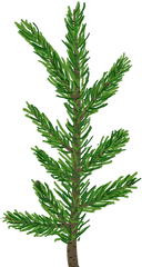 Creating A Pine Tree In Unity - Pine Tree Pine Leaves Png