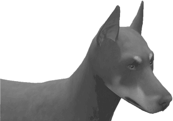 Doberman Pinschers - Companion Dog Png