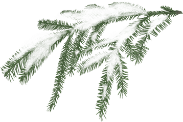 Miscellaneous - Winter Greenery Clipart Transparent Png