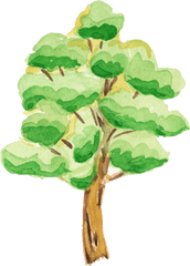 12 Watercolor Tree Transparent - Transparent Background Tree Cartoon Png