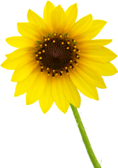 Sunflower Png Images Transparent Background - Single Flower Png Hd