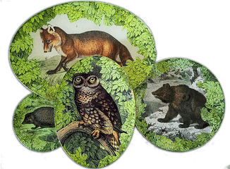 Home Twigs And Moss - Great Horned Owl Png