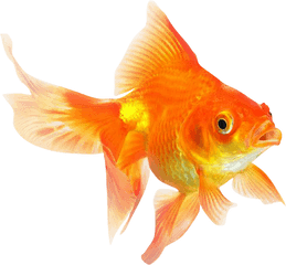 Goldfish Png - Goldfish Png