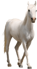 Download Caballo - Transparent Background White Horse Png