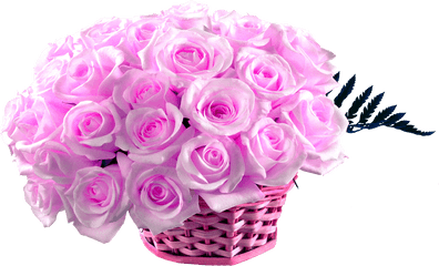 Flower Rose Hd Wallpaper 50 Pink Roses - Pink Rose Image Hd Png