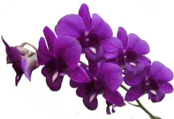 Purple Flower Frame Png Res Flowers By 6211 - Transparent Purple Flowers Png