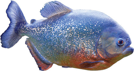 Piranha Care Sheet - Red Bellied Piranha Png