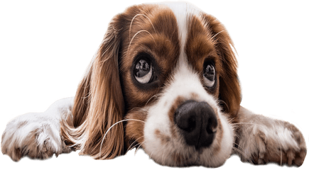 Sad Puppy Eyes Transparent Background Png Image Free - Puppy With Transparent Background