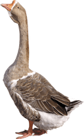 Goose Png Image