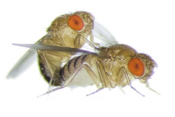 Two Flies Are Mating - Fruit Fly Sex Png