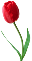 Tulip Png Image