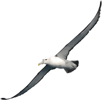 Albatross Clipart - Free PNG