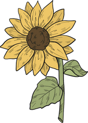 Sunflower Clipart Free Download Transparent Png Creazilla - Sunflower 11 Petals Clipart Black And White