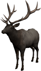 Elk - Clip Art Png