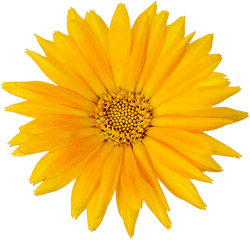 Calendula Officinalis Flower Mexican - Pot Marigold Png