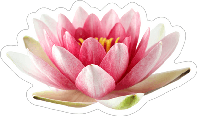 Beautiful Pink Lotus Flower Sticker - Sacred Lotus Png