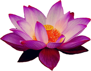 Lotus Flower Png Images Free Download - Lotus Flower Transparent Background