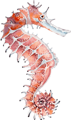 Download Hand Painted A Seahorse Png - Male Seahorse Vs Female