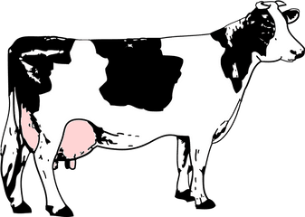 Monochrome Photography Png Clipart - Clipart Black And White Cow