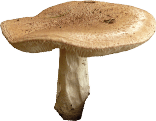 Mushroom Free Png Image - Mushroom Transparent Background