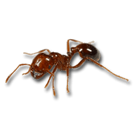 Ant Red HD Image Free - Free PNG