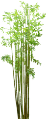 Png Background - Transparent Bamboo Tree Png