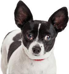 My Dog Has Cherry Eye Now What Should I Do - Story Road Early Cherry Eye In Dogs Png