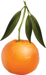 Mandarin Png Images Free Download - Mandarin Orange