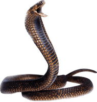 Cobra Snake Png Image Download Picture