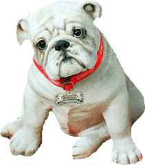 Dog Gif - Picmix Englische Bulldogge Welpen Png