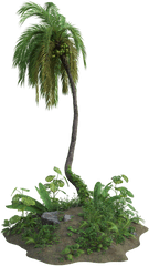 Tropical Palm Tree - Free Image On Pixabay Portable Network Graphics Png