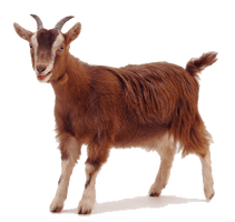 Goat Free Png Image