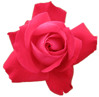 Rose Png Image Picture Download